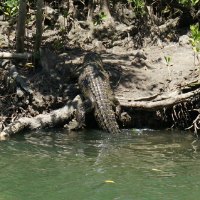 Cape Tribulation