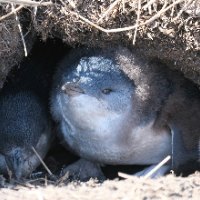 Phillip Island penguins