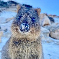Rottnest Island