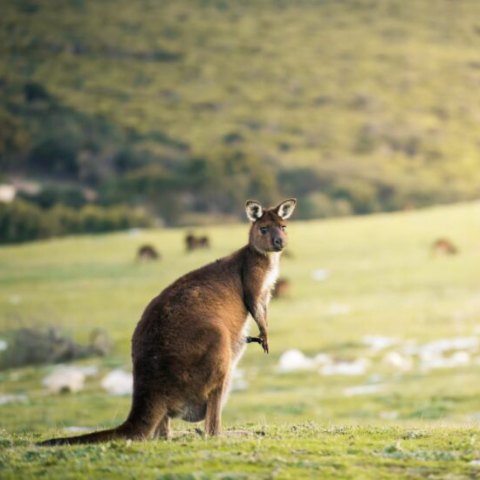 Kangaroo Island